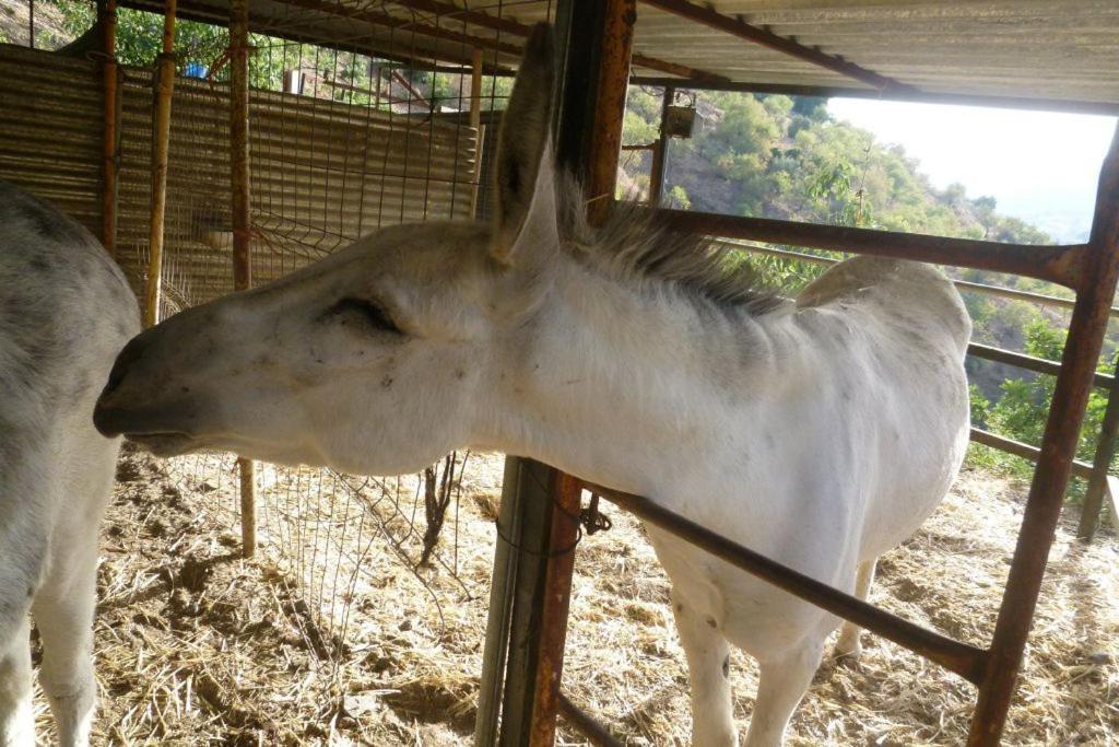 Finca Los Burros Tolatán 외부 사진